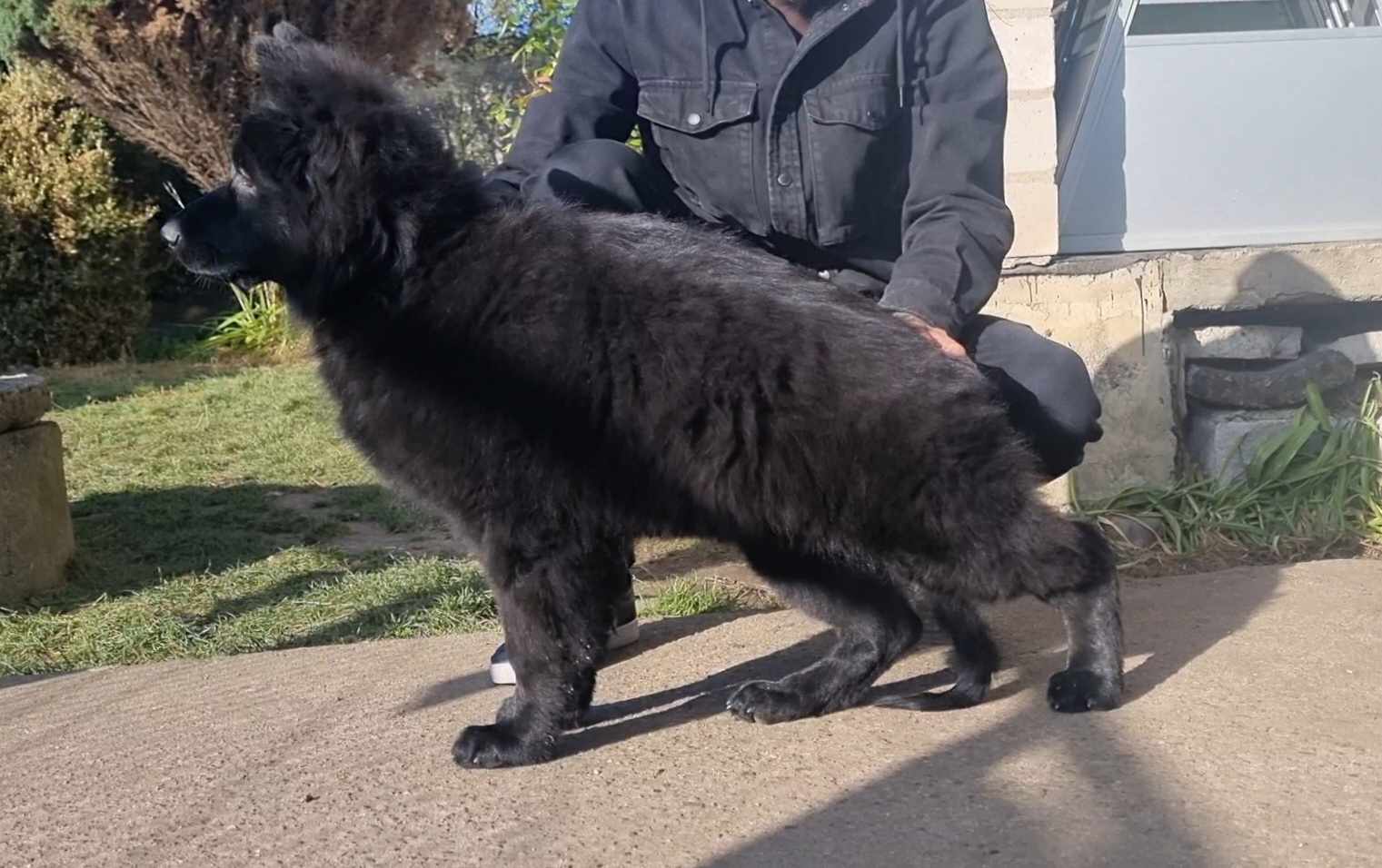 Nye tilskuddet til kennel Wolfherzen