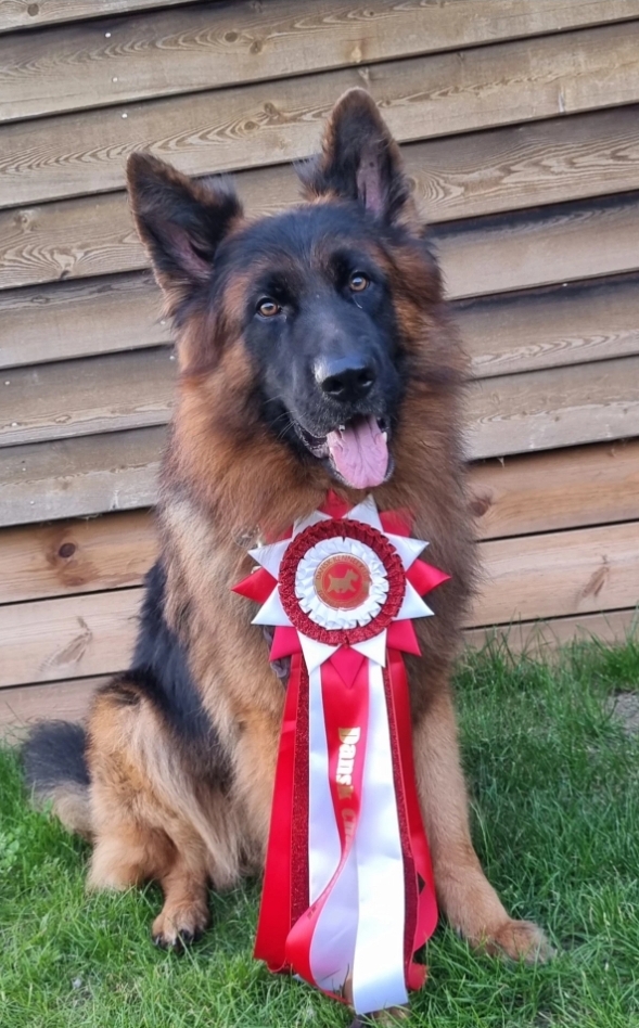 18.08.2023 ble Uno Dansk utstillingschampion. Med resultster fra ringen 1 exellent, CK, 1BHK, cert, CACIB, BIR og championat 💪 masse takk til Carina Hesjedal Skjellum for flott føring av Uno 🤗❤️ Masse skryt av dommer som sa Uno satte standarden for langhårklassen. Flotteste schæferhunden han hadde sett på på flere år. Det var gøy å høre