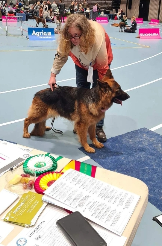 Athena von Wolfherzen ble stilt på Nordisk utstilling Sandefjord 26.11.2020, hun ble klassevinner åpen klasse med CK og 4btk ❤️ dommer Mark Johnston fra Australia