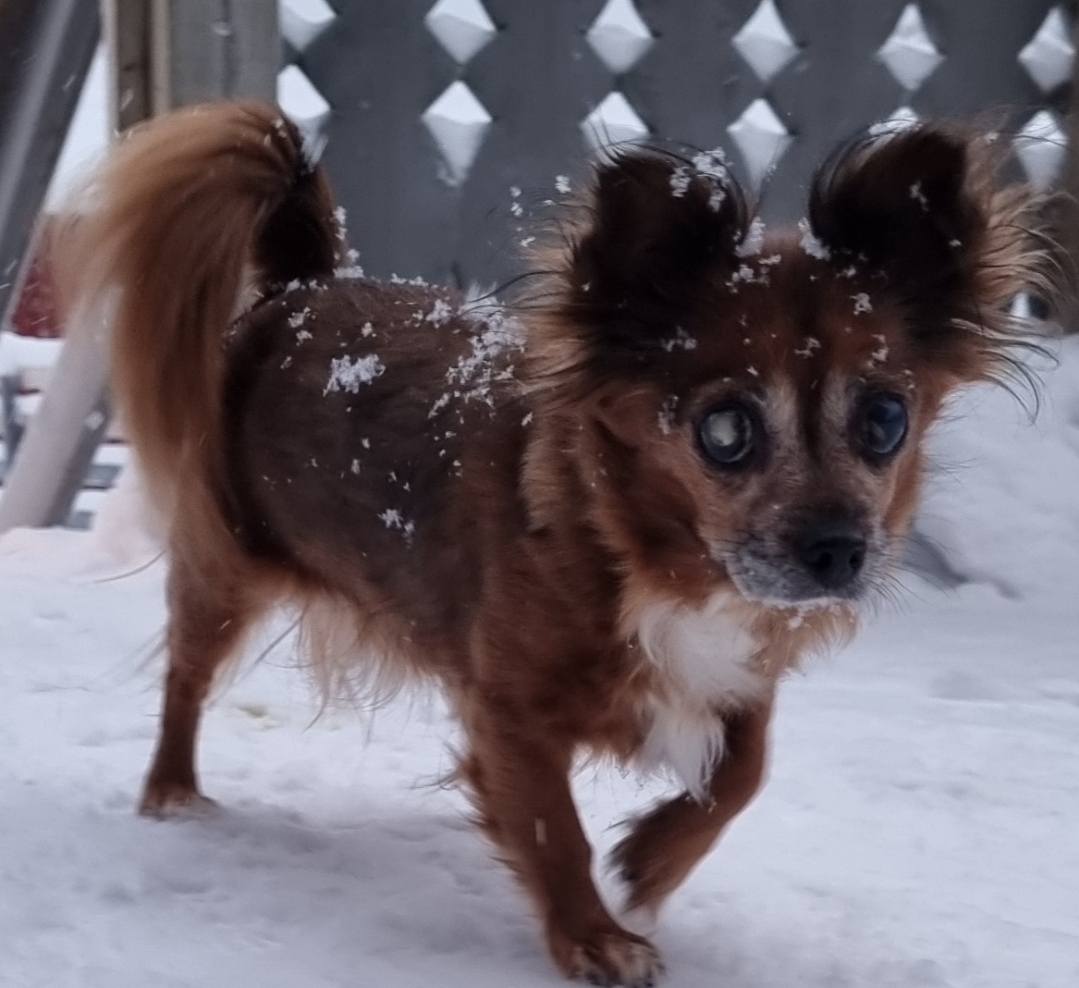 Bailey, hun flyttet til mai 2023 etter hennes eier døde. Hun var da 10-12 år. I dag fikk hun sovne inn 19.02.2025. HVIL I FRED jenta vår ❤️