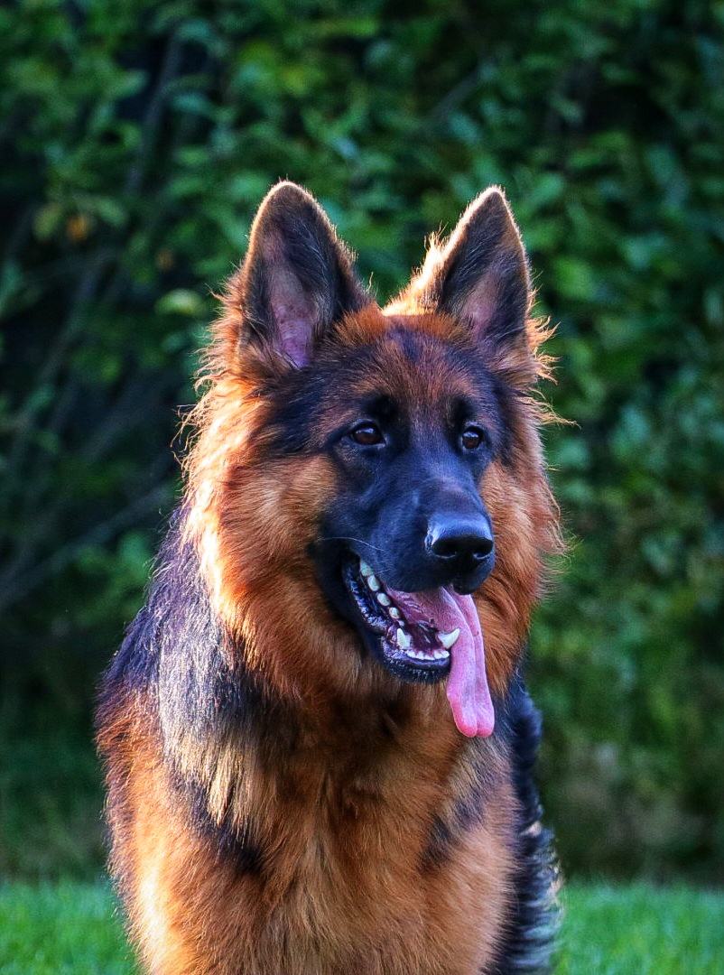 Eira von Wolfherzen bestått tysk wesentest ( Wesensbeurteilung, WB) 26.10.2025