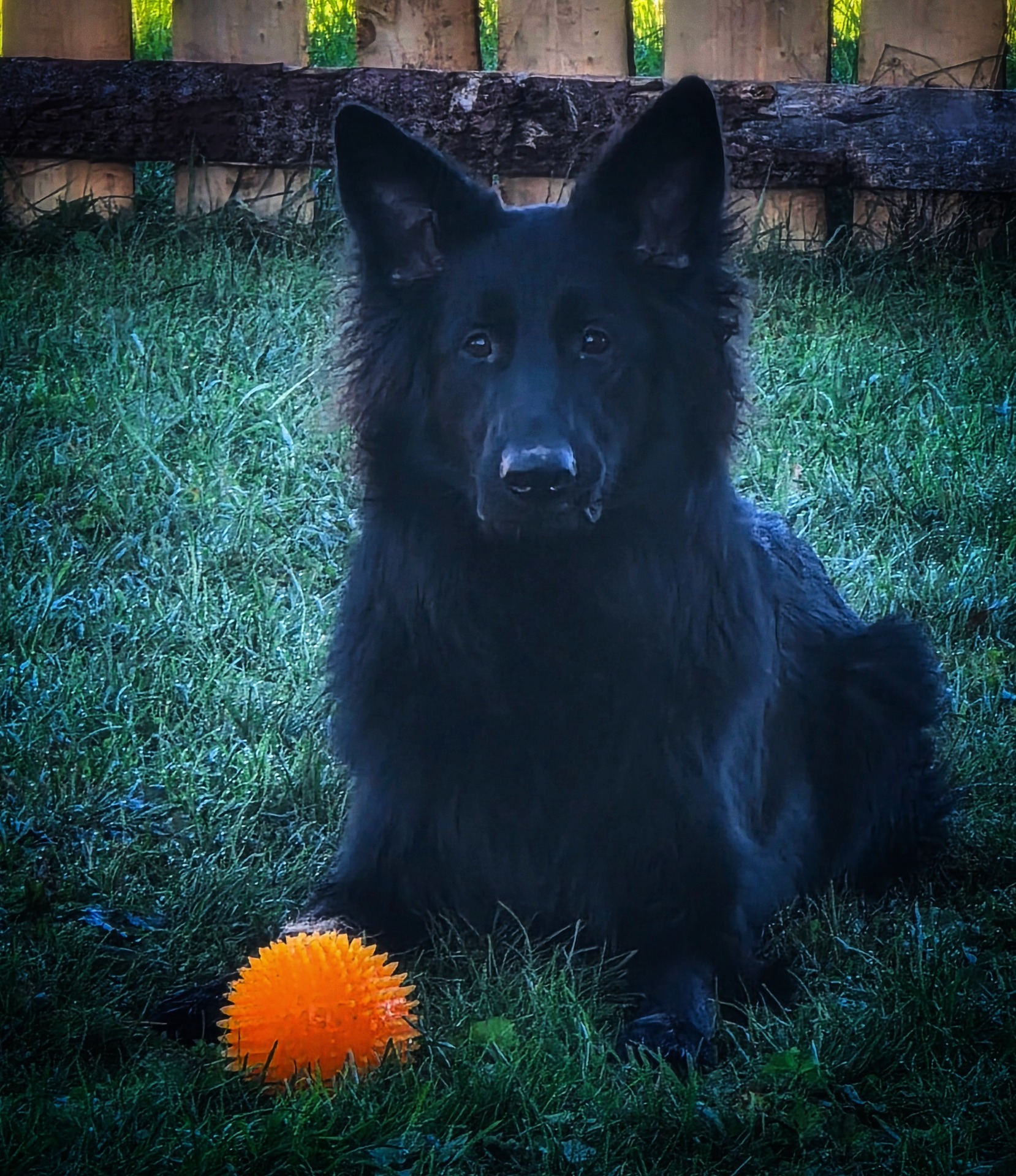 Ea von Wolfherzen bestått tysk wesentest ( Wesensbeurteilung, WB) 21.09.2025