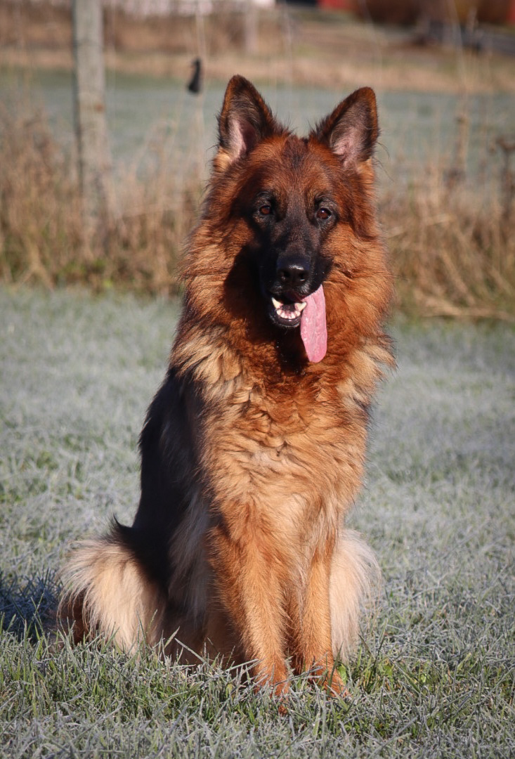 Ci von Wolfherzen bestått tysk wesentest ( Wesensbeurteilung, WB) og avlsgodkjent 26 oktober 2025